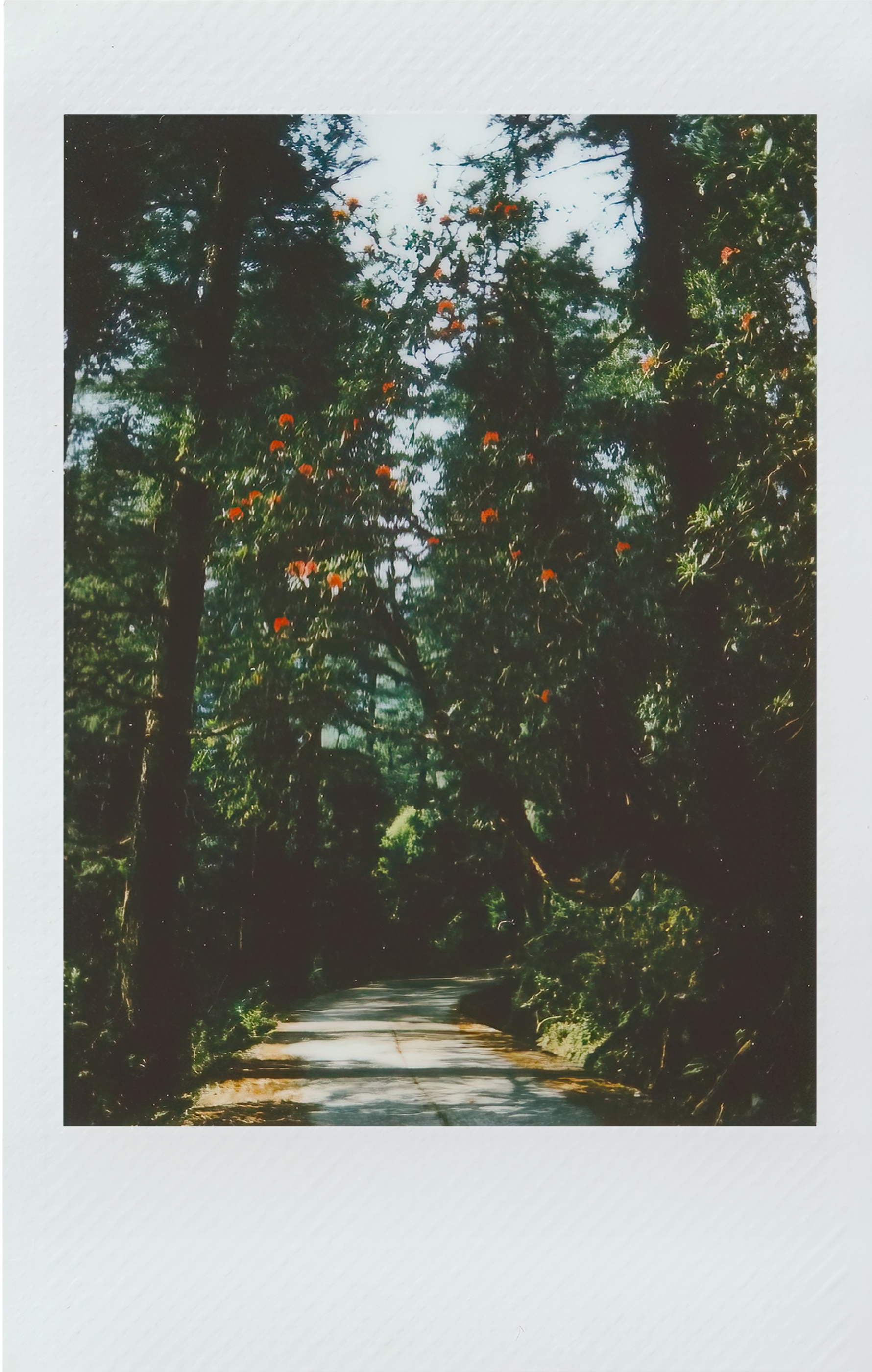Blooming Rhododendrons